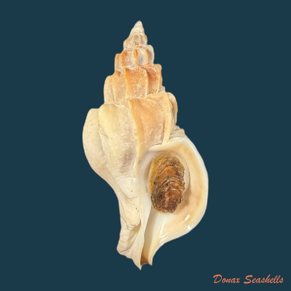 boreotrophon-aomoriensis-nomura-hatai-1940-17-4mm-copia