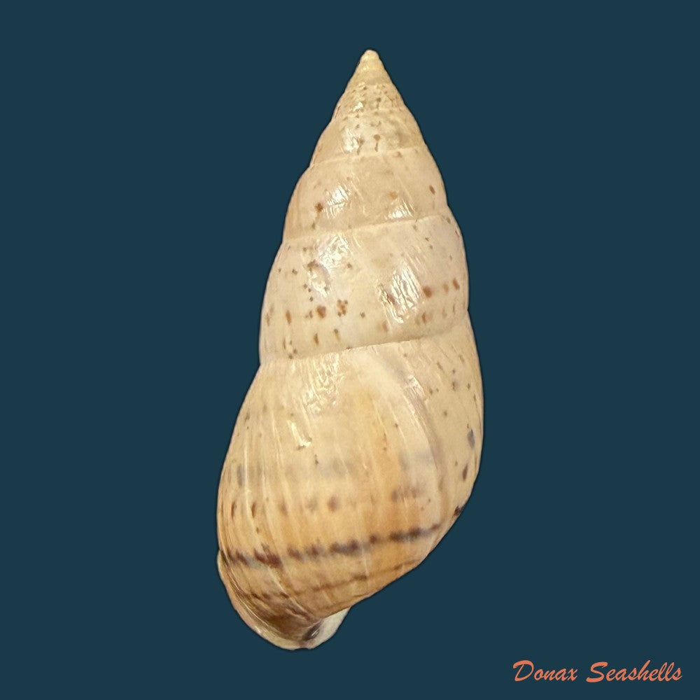 bostryx-ignobilis-r-a-philippi-1867-18-6mm-copia