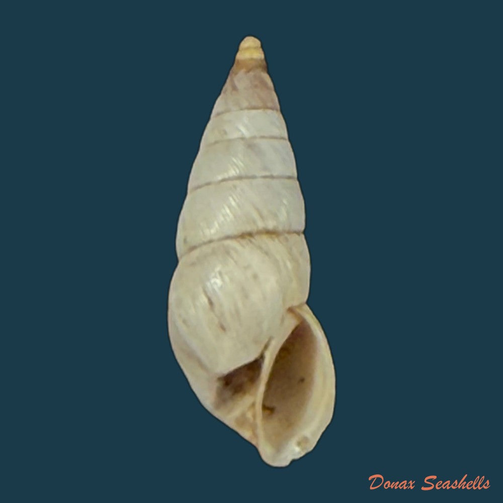 bostryx-umbilicatellus-pilsbry-1896-18-6mm-copia