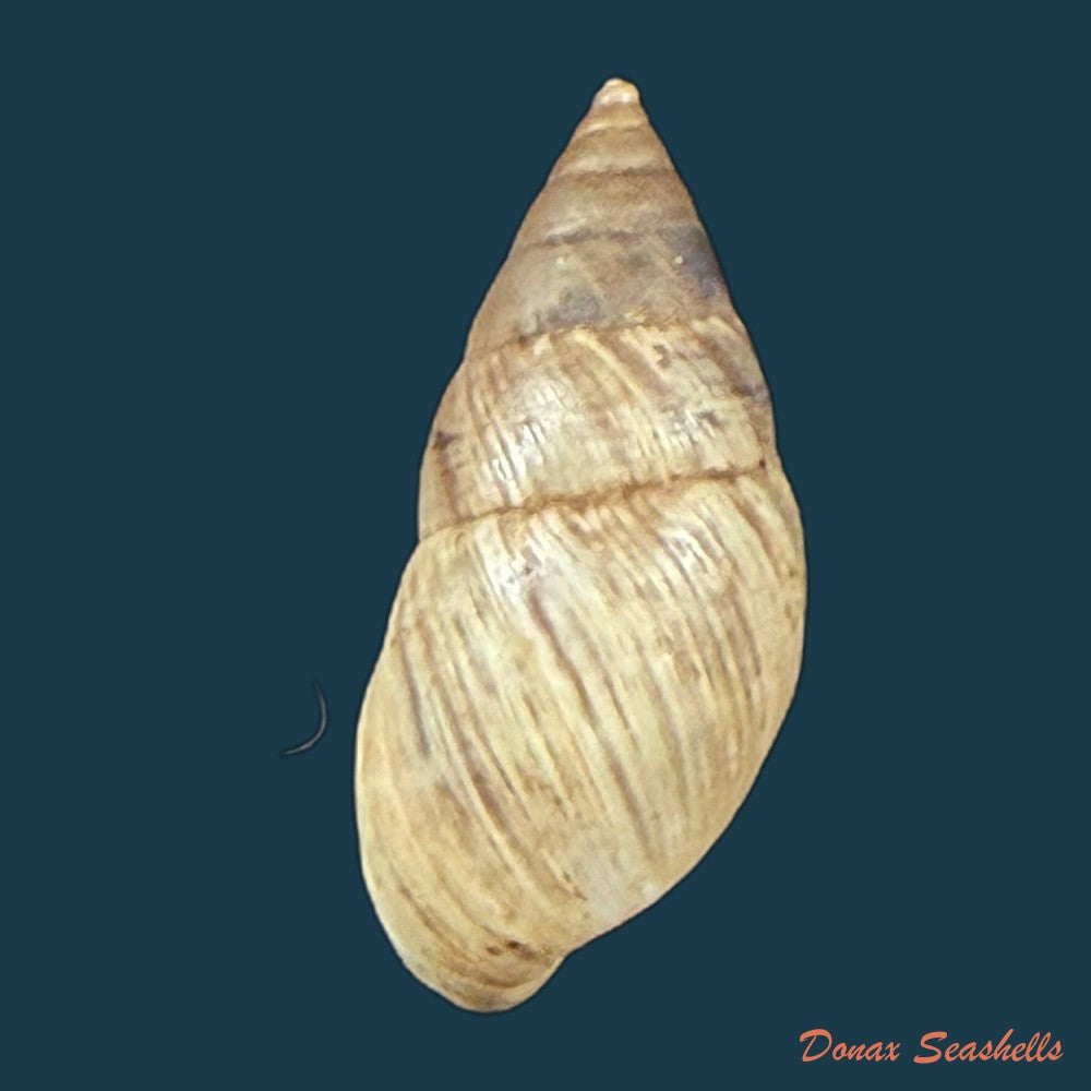 bostryx-umbilicatus-miller-1979-21-6mm-copia