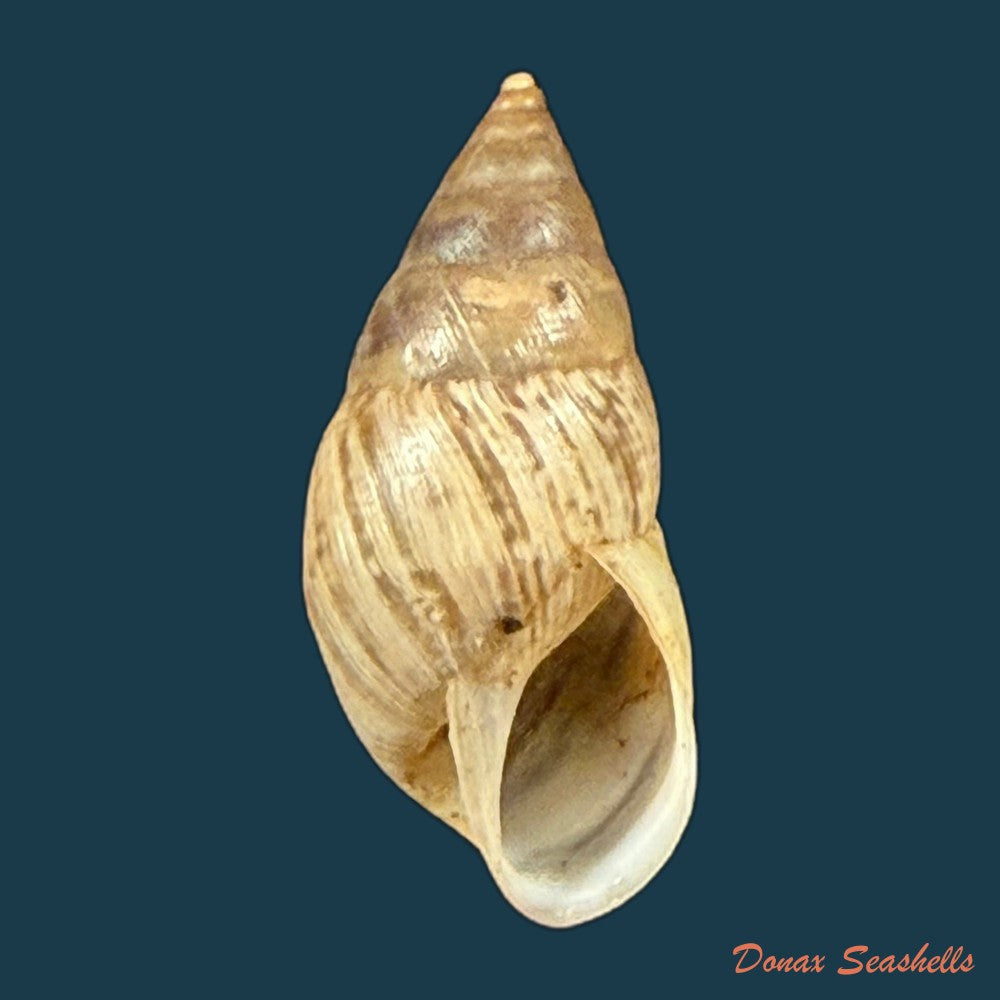 bostryx-umbilicatus-miller-1979-21-6mm-copia