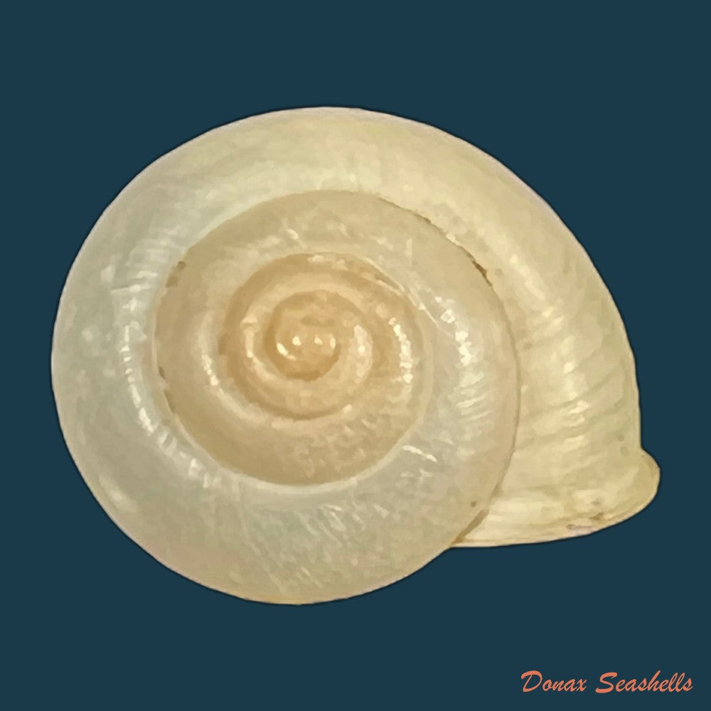 bradybaena-similaris-ferussac-1821-13-8mm-copia