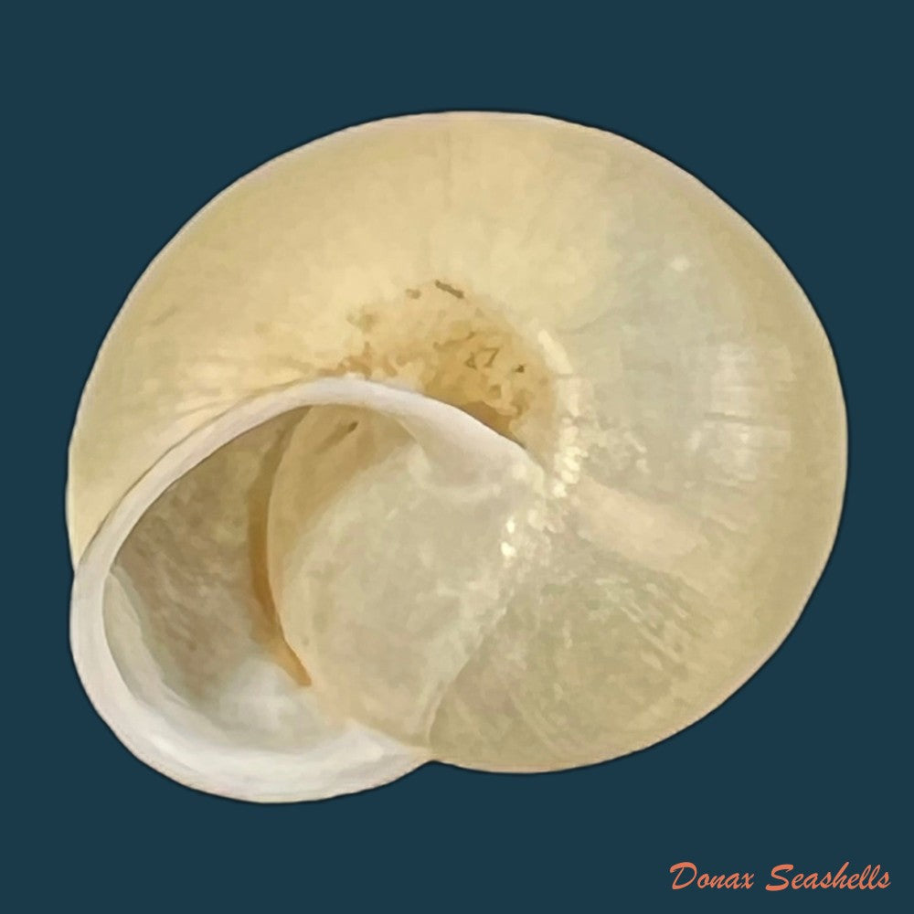 bradybaena-similaris-ferussac-1821-13-8mm-copia
