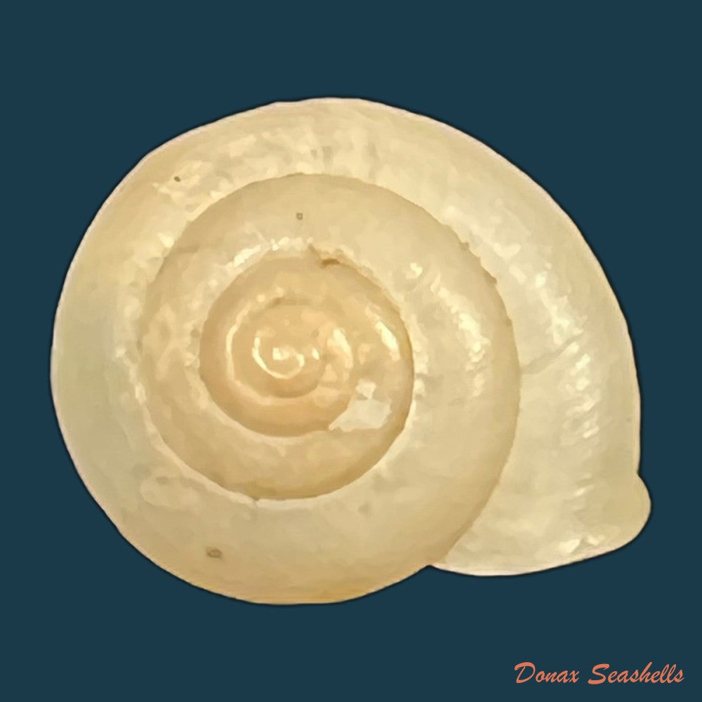 bradybaena-similaris-ferussac-1821-15-2mm-copia