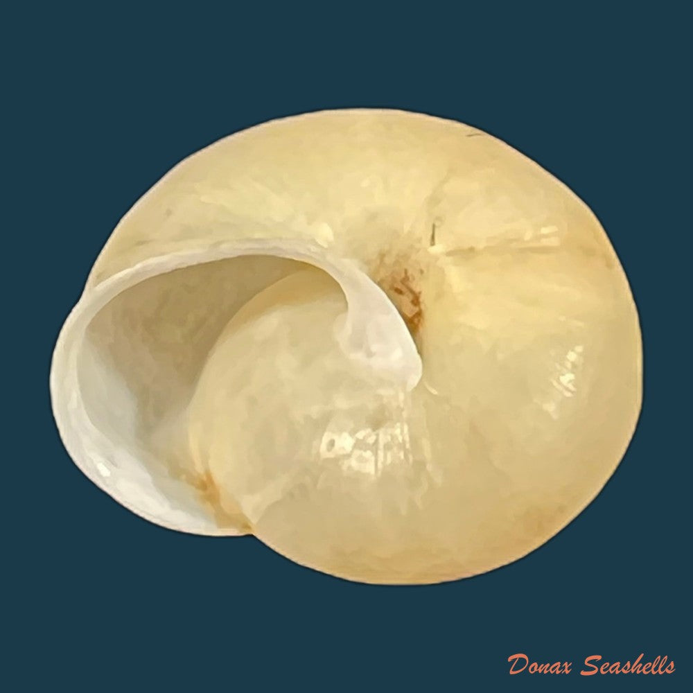 bradybaena-similaris-ferussac-1821-15-2mm-copia