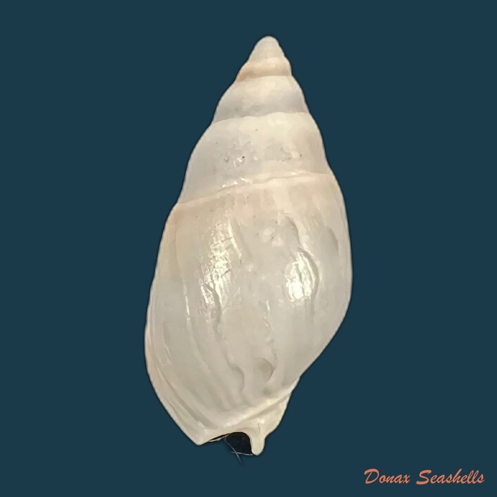buccinastrum-duartei-klappenbach-1961-26-9mm-copia