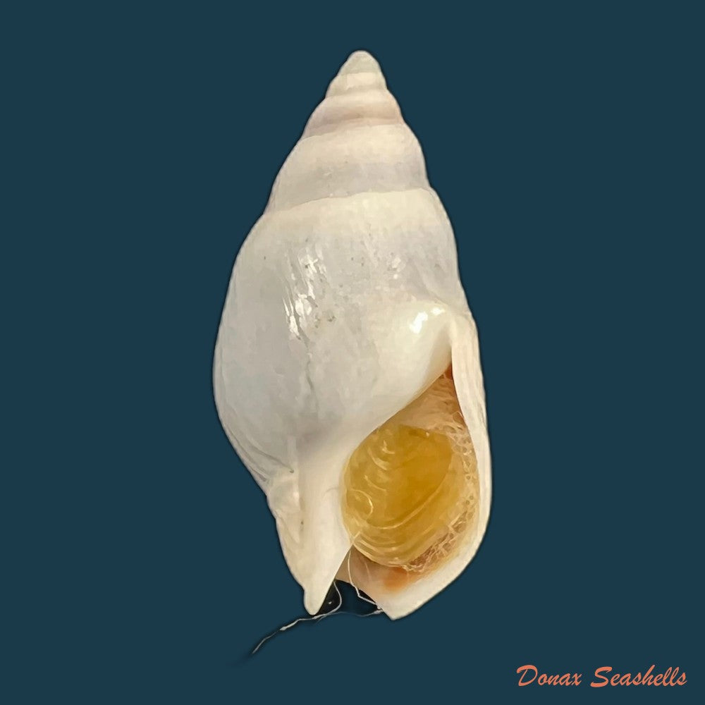 buccinastrum-duartei-klappenbach-1961-26-9mm-copia