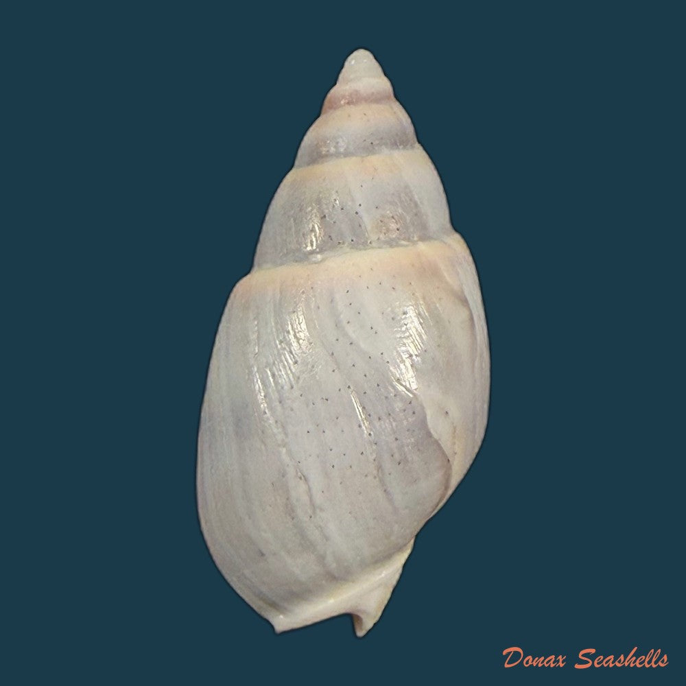 buccinastrum-duartei-klappenbach-1961-27-6mm-copia-1