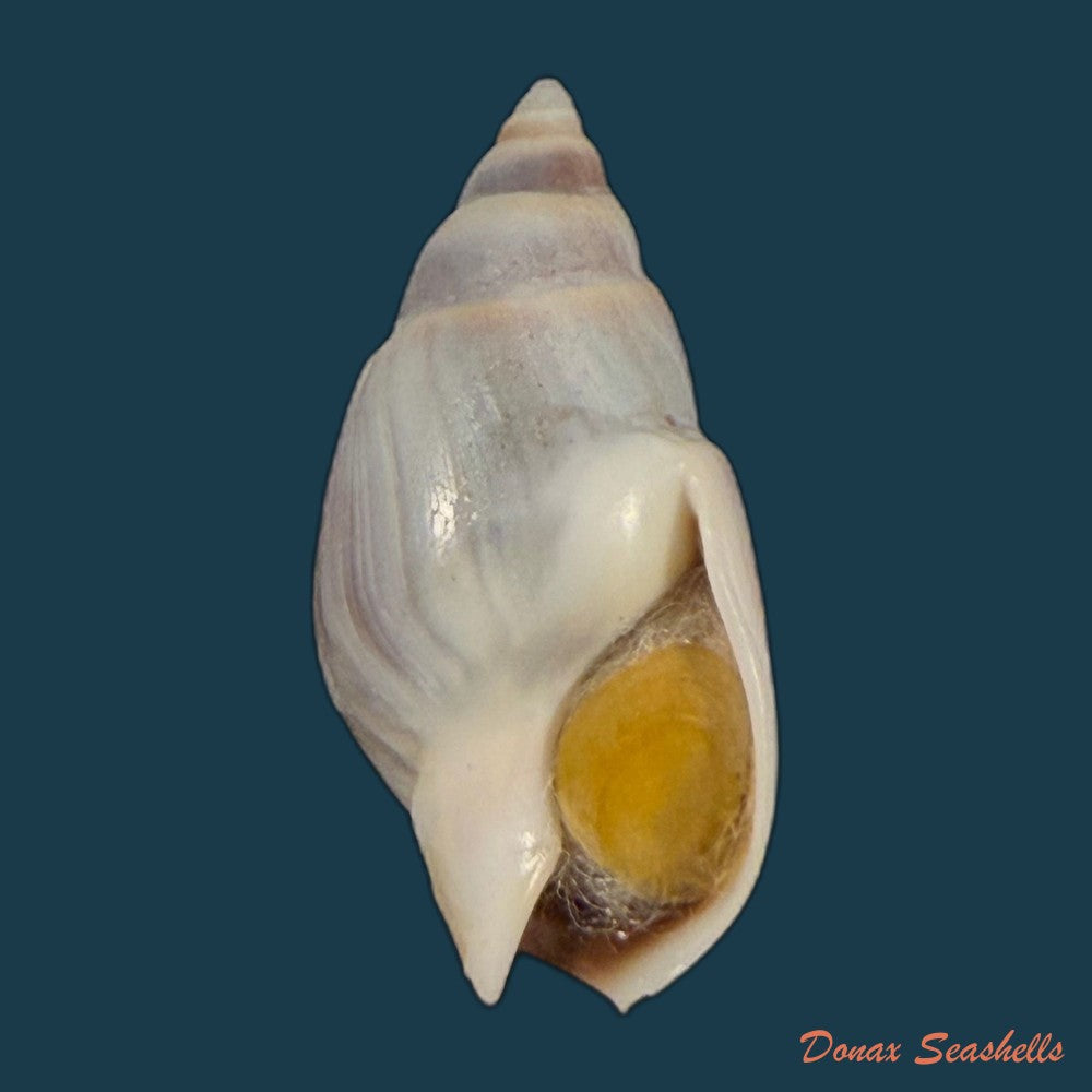 buccinastrum-duartei-klappenbach-1961-27-6mm-copia-1