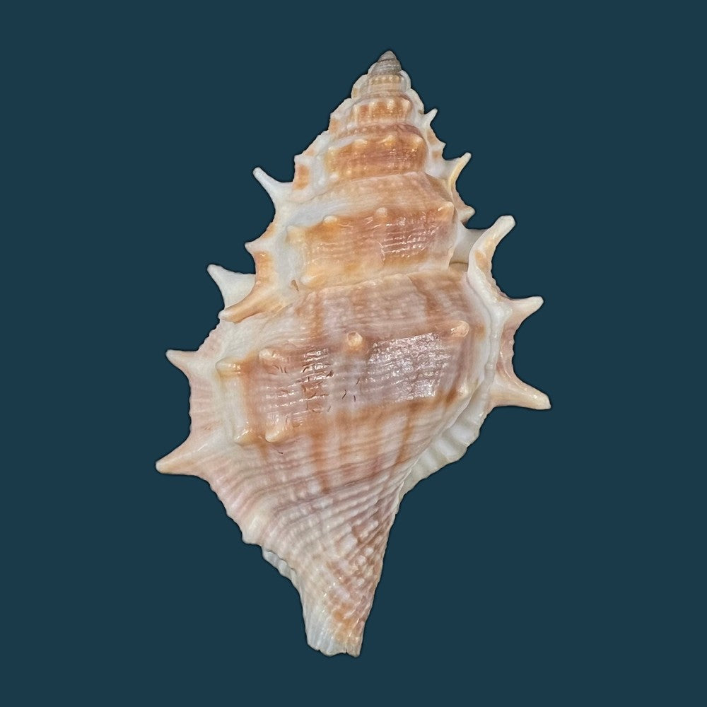 bufonaria-crumena-lamarck-1816-67-7mm-copia
