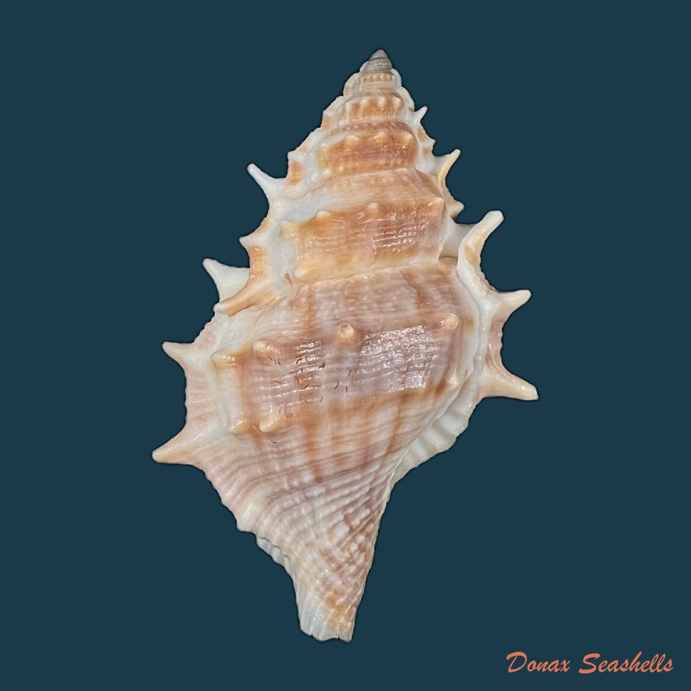 bufonaria-crumena-lamarck-1816-67-7mm-copia