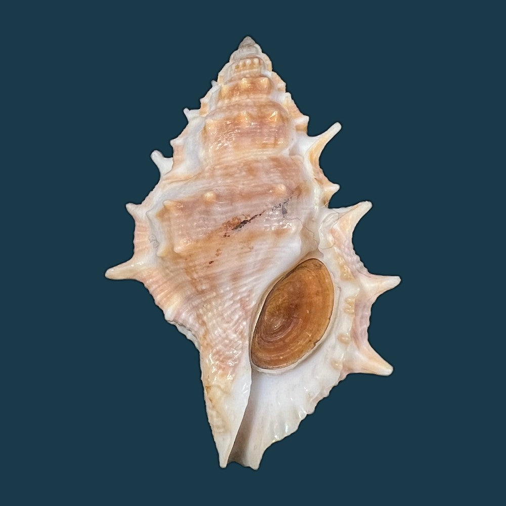 bufonaria-crumena-lamarck-1816-67-7mm-copia