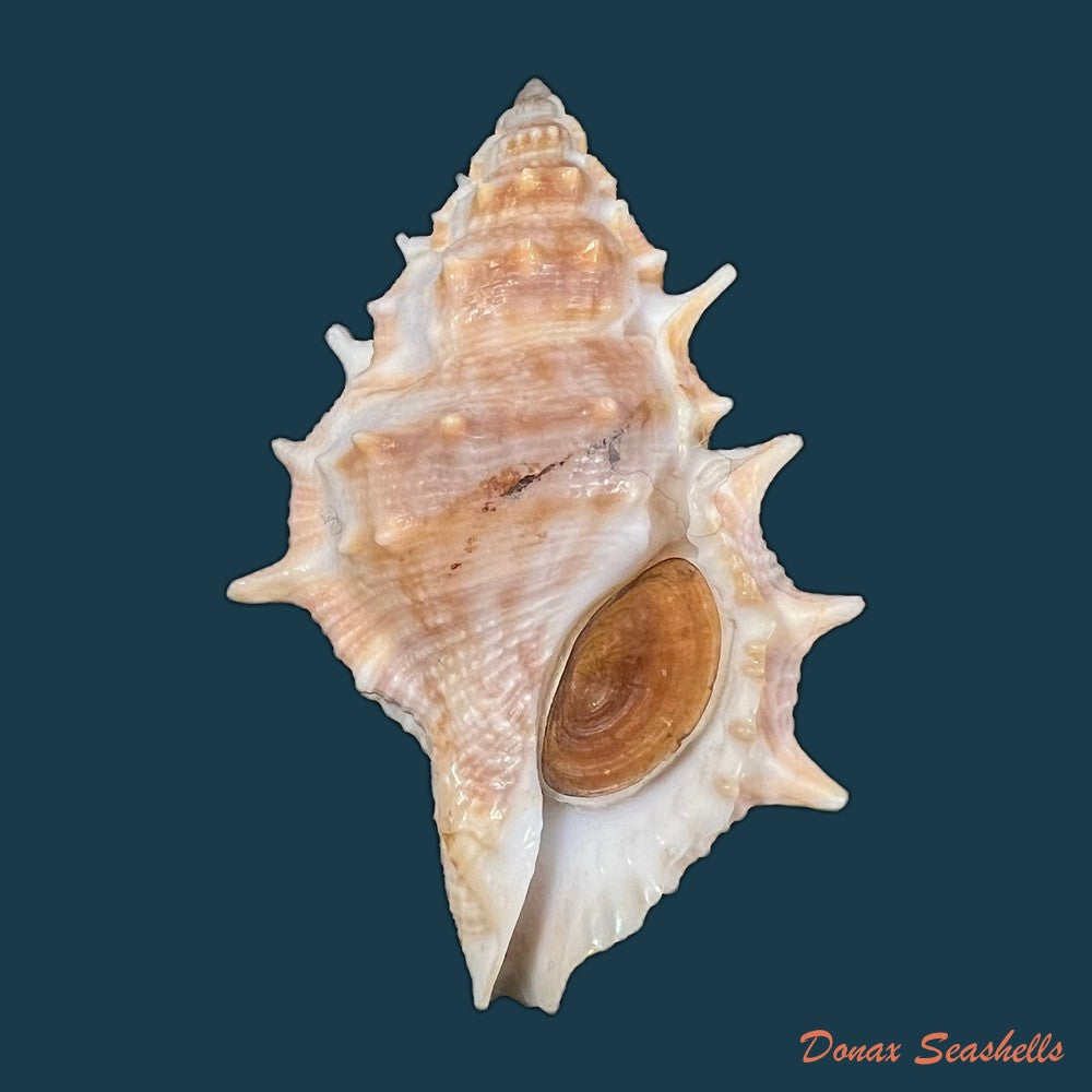 bufonaria-crumena-lamarck-1816-67-7mm-copia