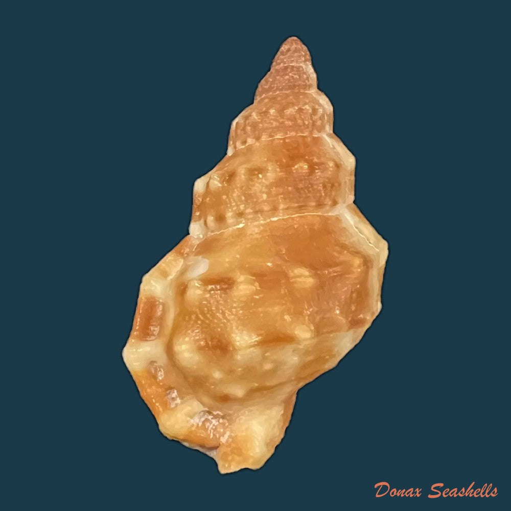 bufonaria-echinata-link-1807-65-4mm-copia