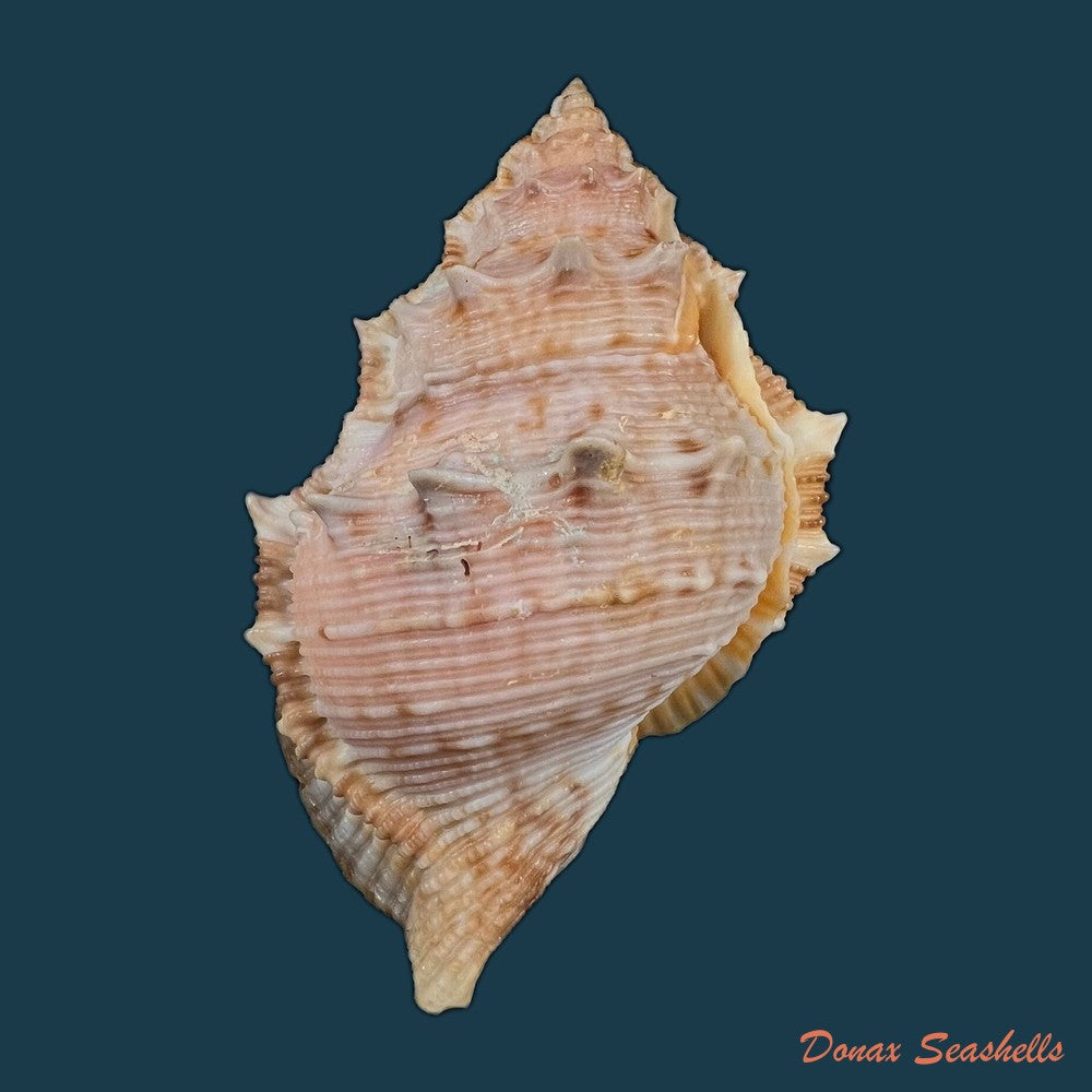bufonaria-foliata-broderip-1825-83-5mm-copia