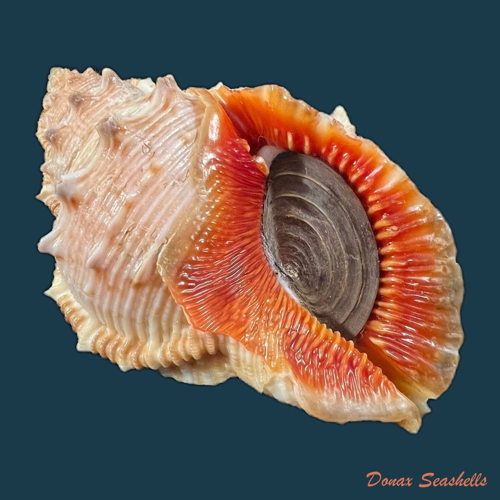 bufonaria-foliata-broderip-1825-83-5mm-copia