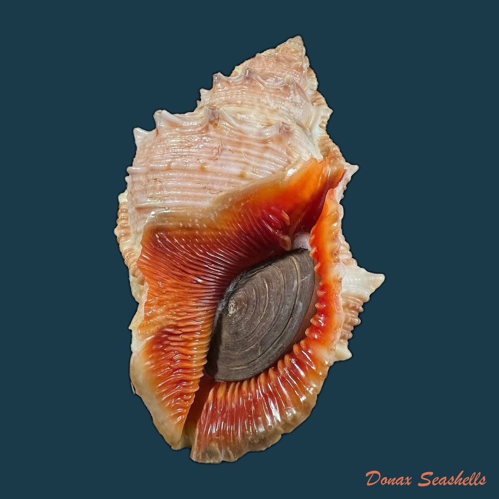 bufonaria-foliata-broderip-1825-83-5mm-copia