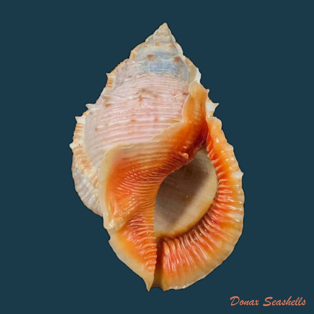 bufonaria-foliata-broderip-1825-90-1mm-copia-2
