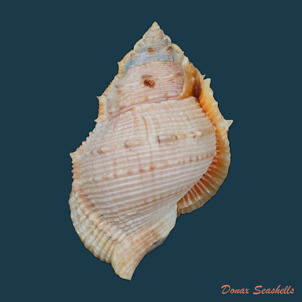 bufonaria-foliata-broderip-1825-90-1mm-copia-2