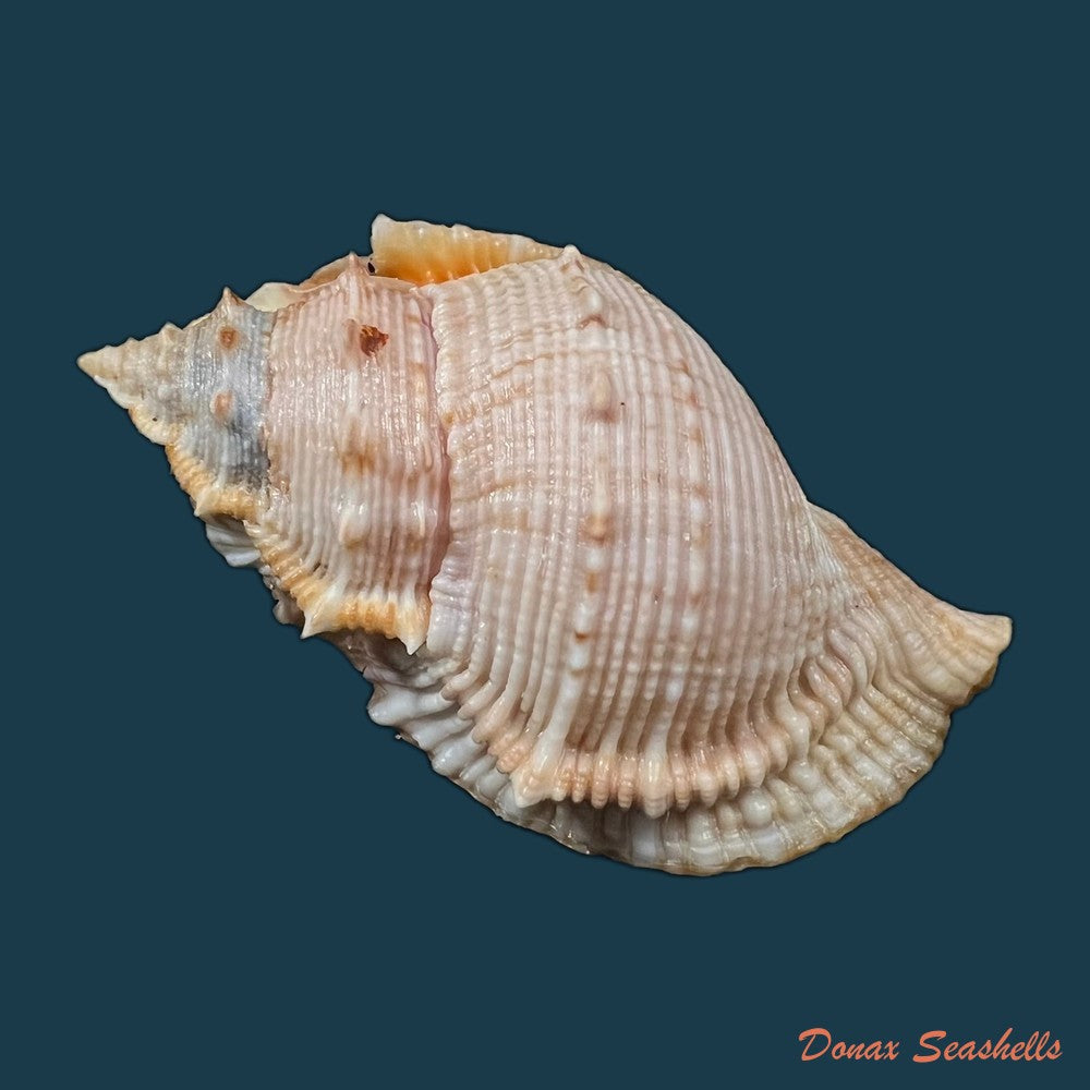 bufonaria-foliata-broderip-1825-90-1mm-copia-2