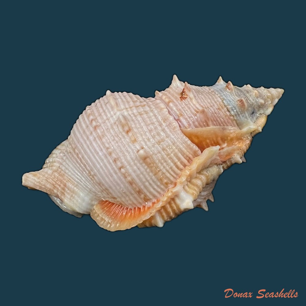 bufonaria-foliata-broderip-1825-90-1mm-copia-2