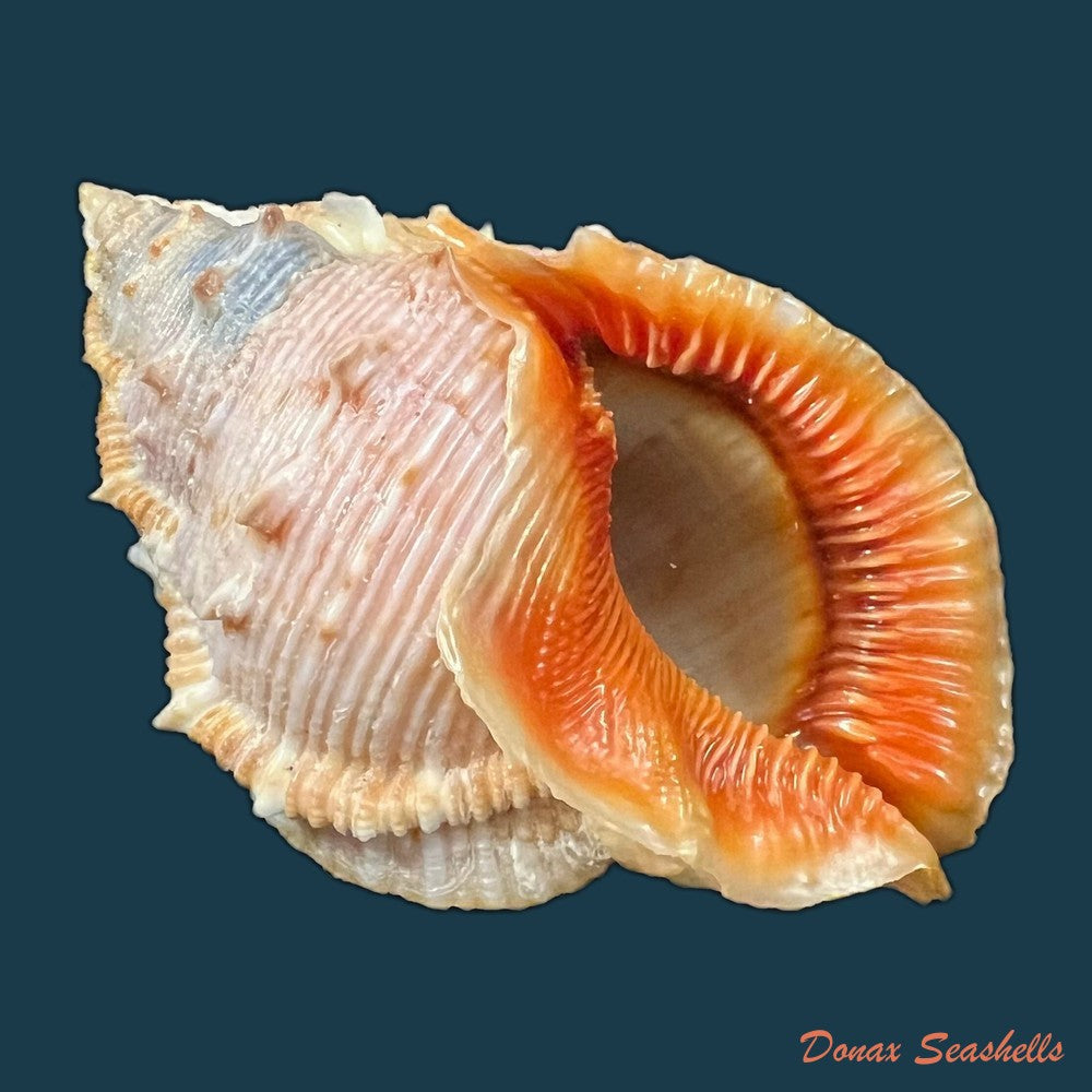 bufonaria-foliata-broderip-1825-90-1mm-copia-2