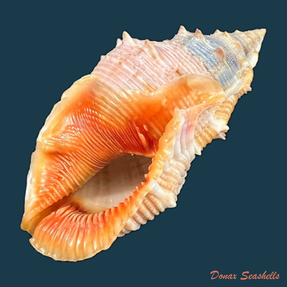 bufonaria-foliata-broderip-1825-90-1mm-copia-2