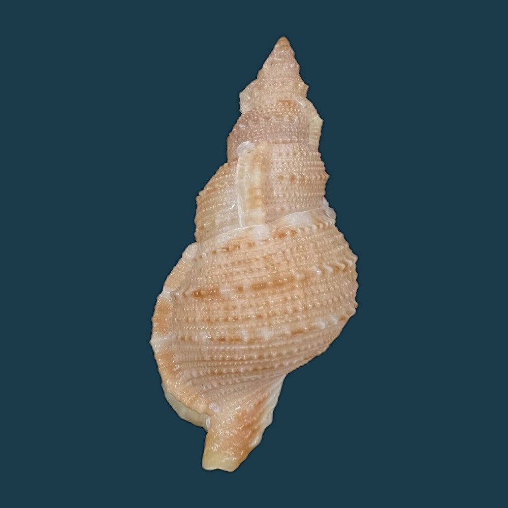 bufonaria-foliata-broderip-1825-91-7mm-copia