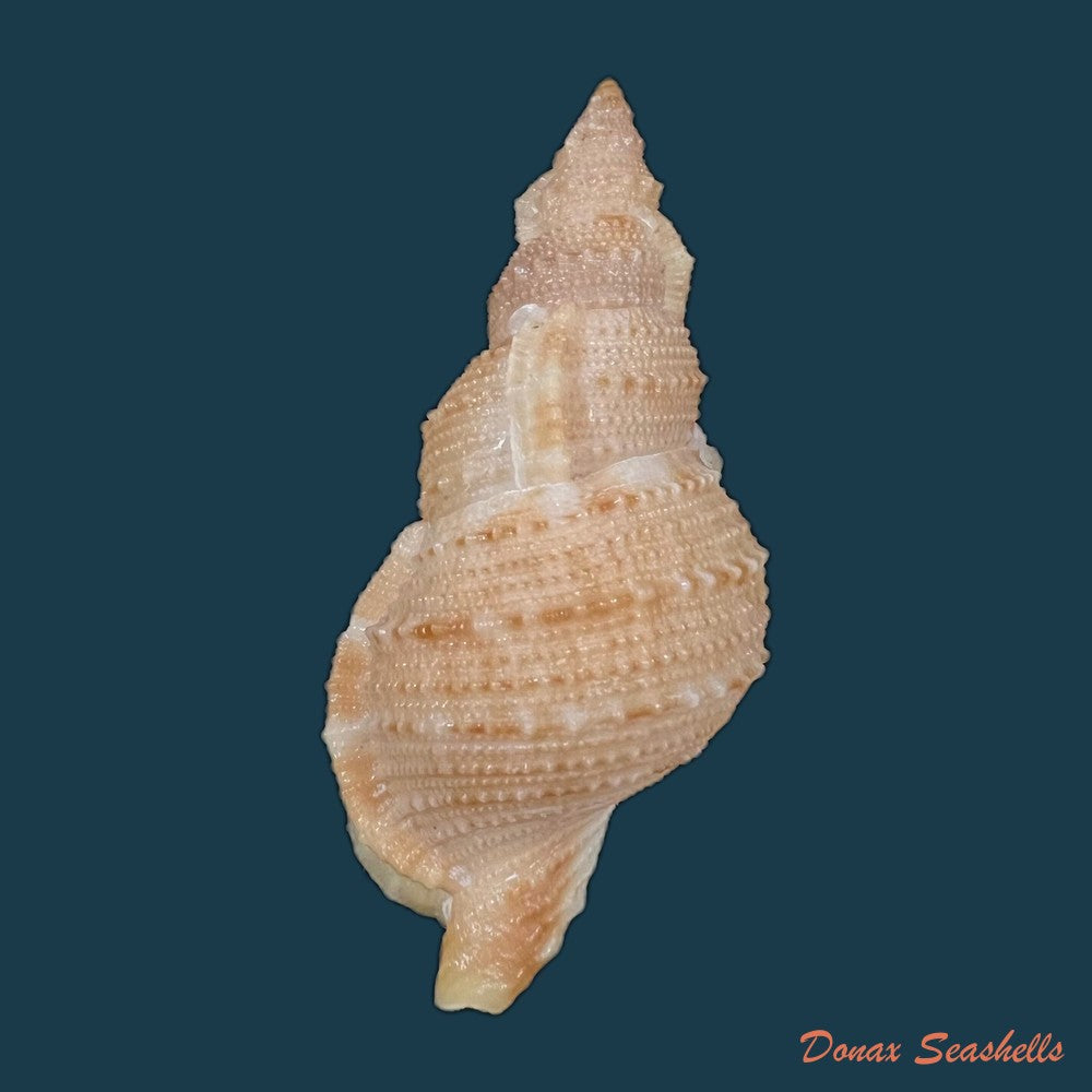 bufonaria-foliata-broderip-1825-91-7mm-copia