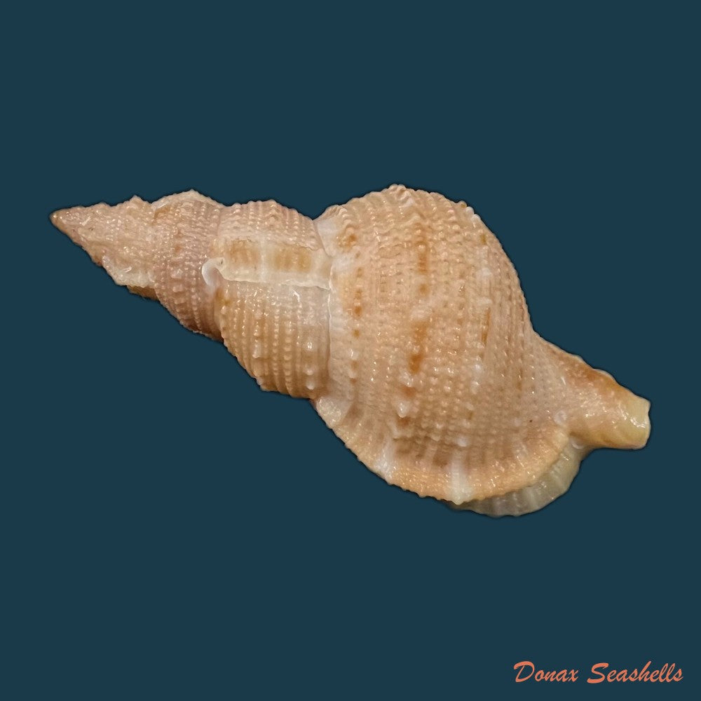 bufonaria-foliata-broderip-1825-91-7mm-copia