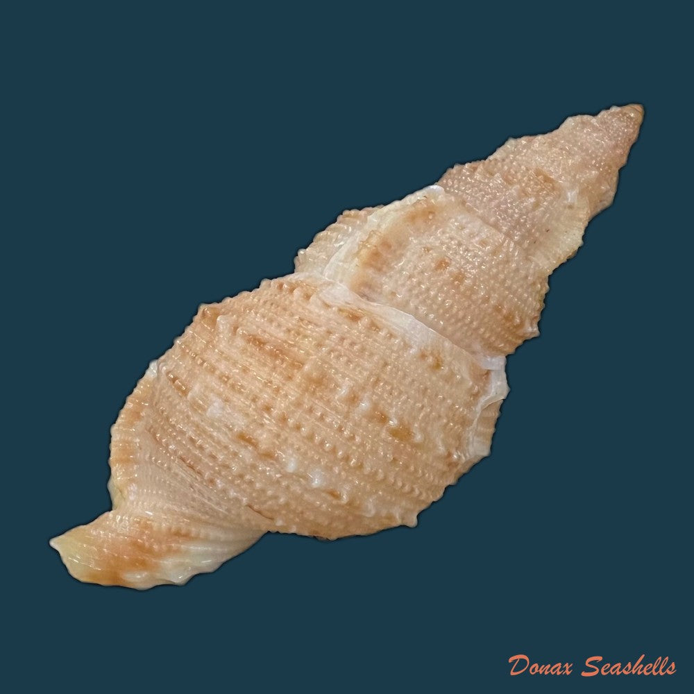 bufonaria-foliata-broderip-1825-91-7mm-copia