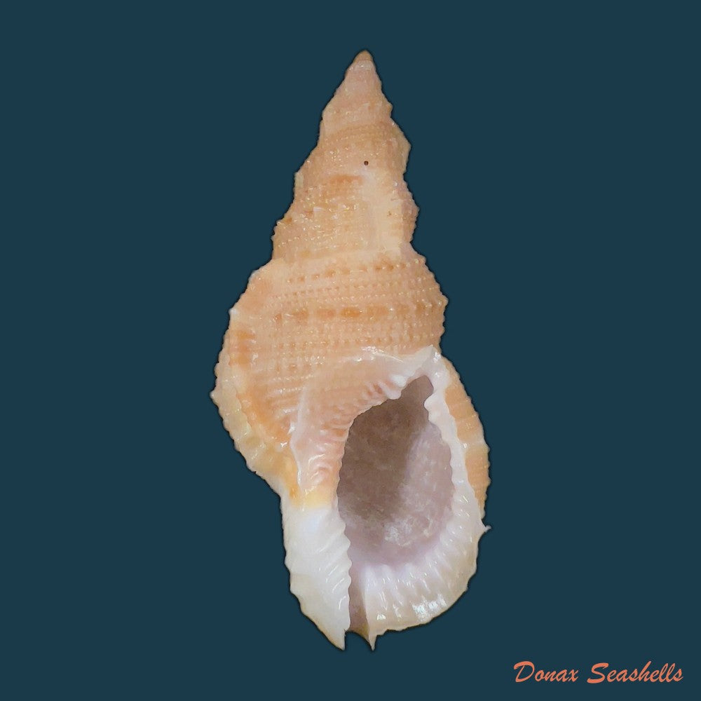 bufonaria-foliata-broderip-1825-91-7mm-copia