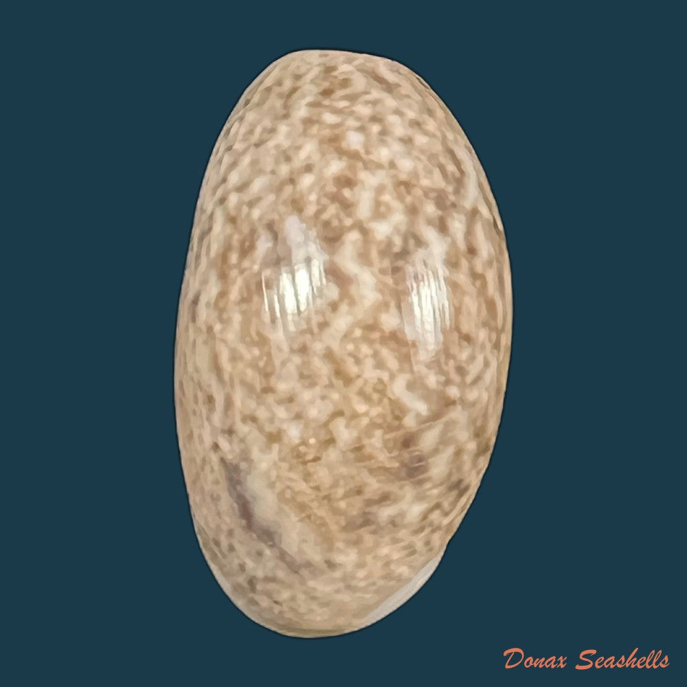 bulla-punctulata-a-adams-in-sowerby-1850-16-6mm-copia