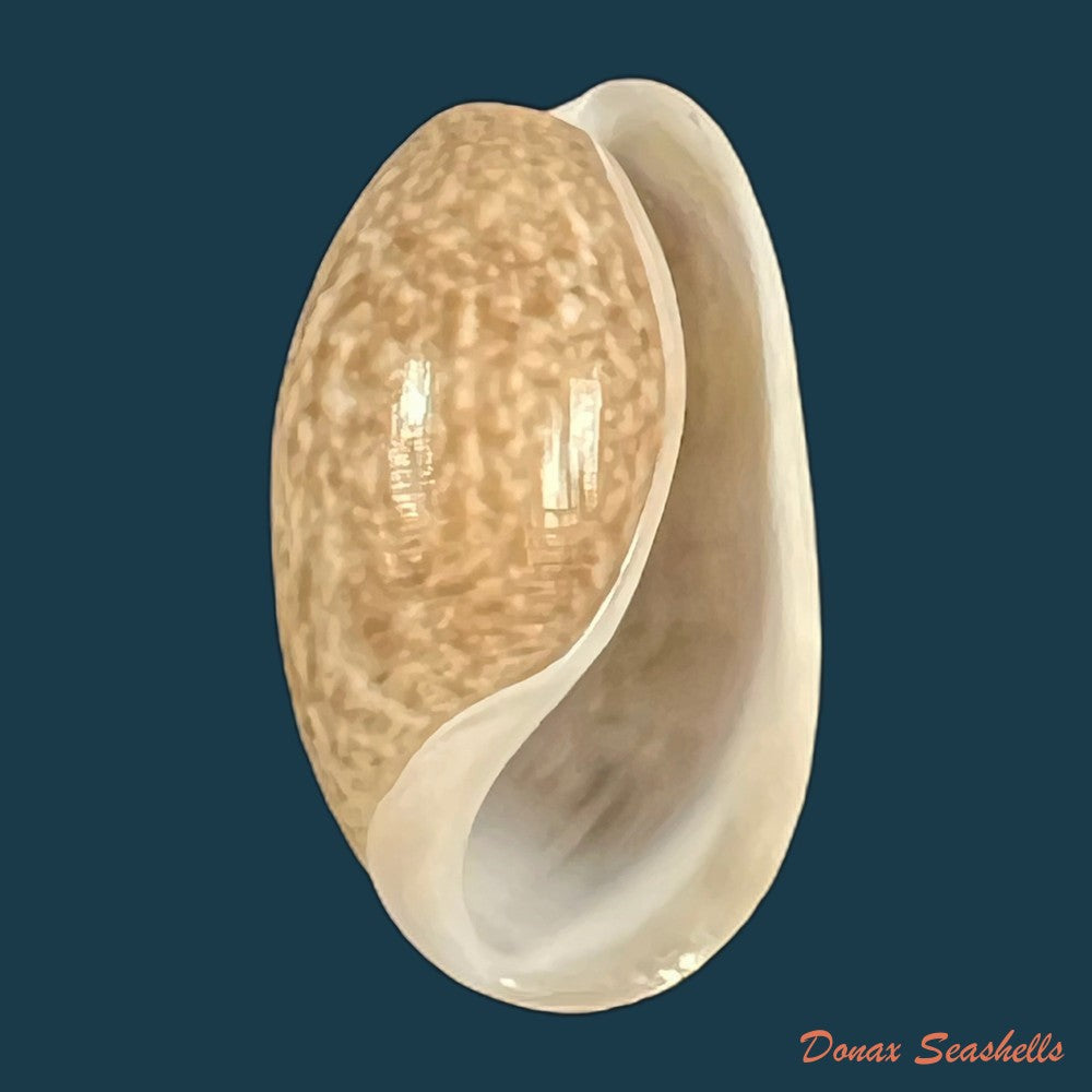 bulla-punctulata-a-adams-in-sowerby-1850-16-6mm-copia