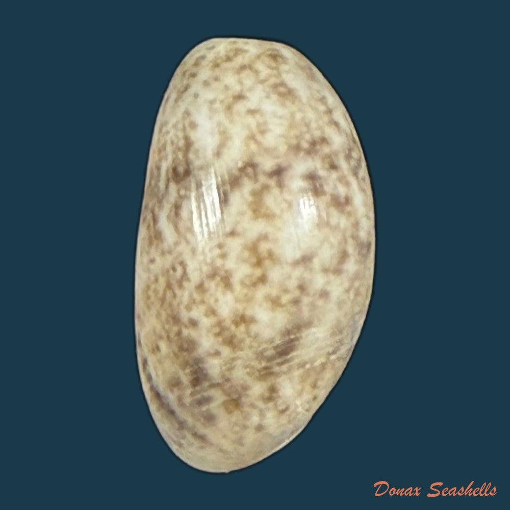 bulla-punctulata-a-adams-in-sowerby-1850-20-1mm-copia