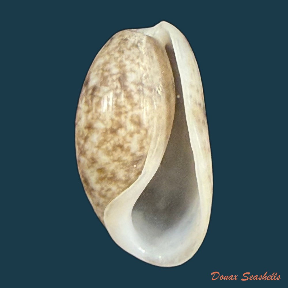 bulla-punctulata-a-adams-in-sowerby-1850-20-1mm-copia