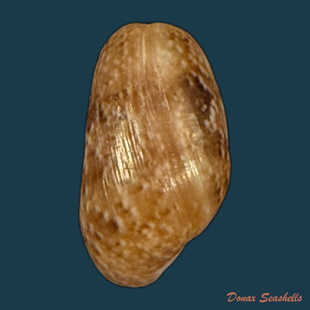 bulla-striata-bruguiere-1792-27-7mm-copia