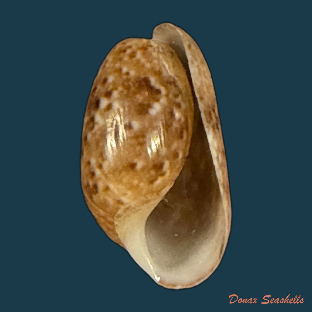 bulla-striata-bruguiere-1792-27-7mm-copia
