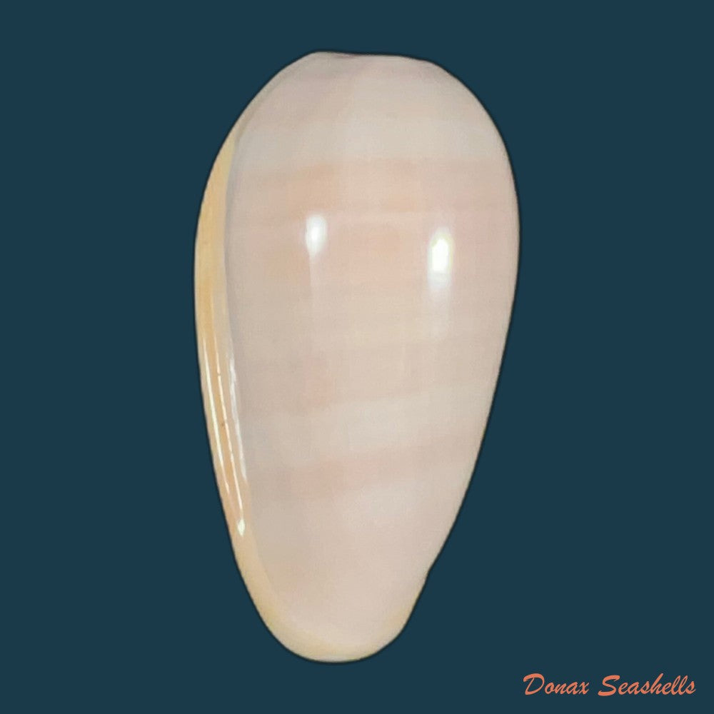 bullata-bullata-born-1778-41mm-copia