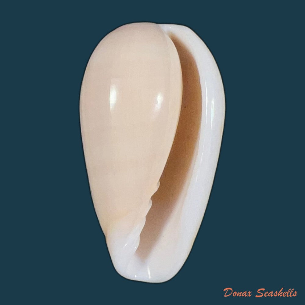 bullata-bullata-born-1778-41mm-copia