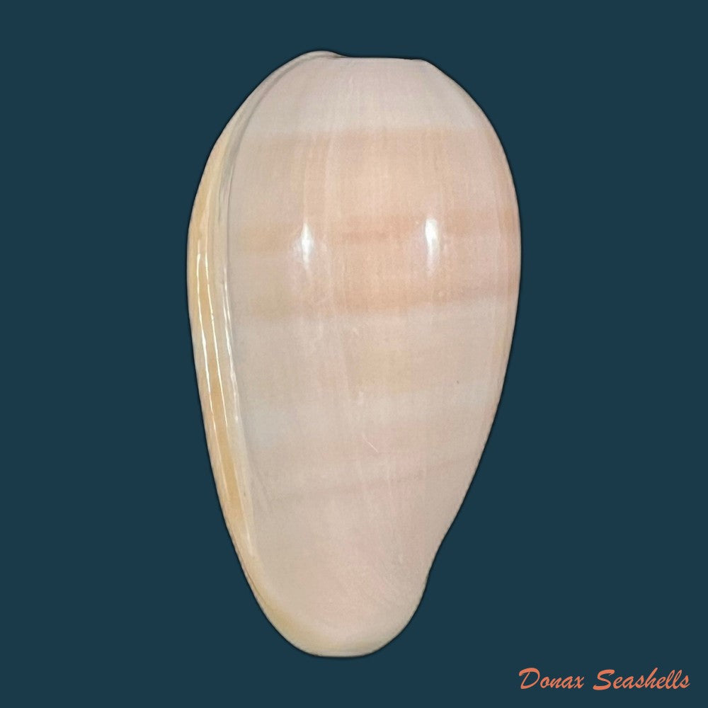 bullata-bullata-born-1778-57-3mm-copia