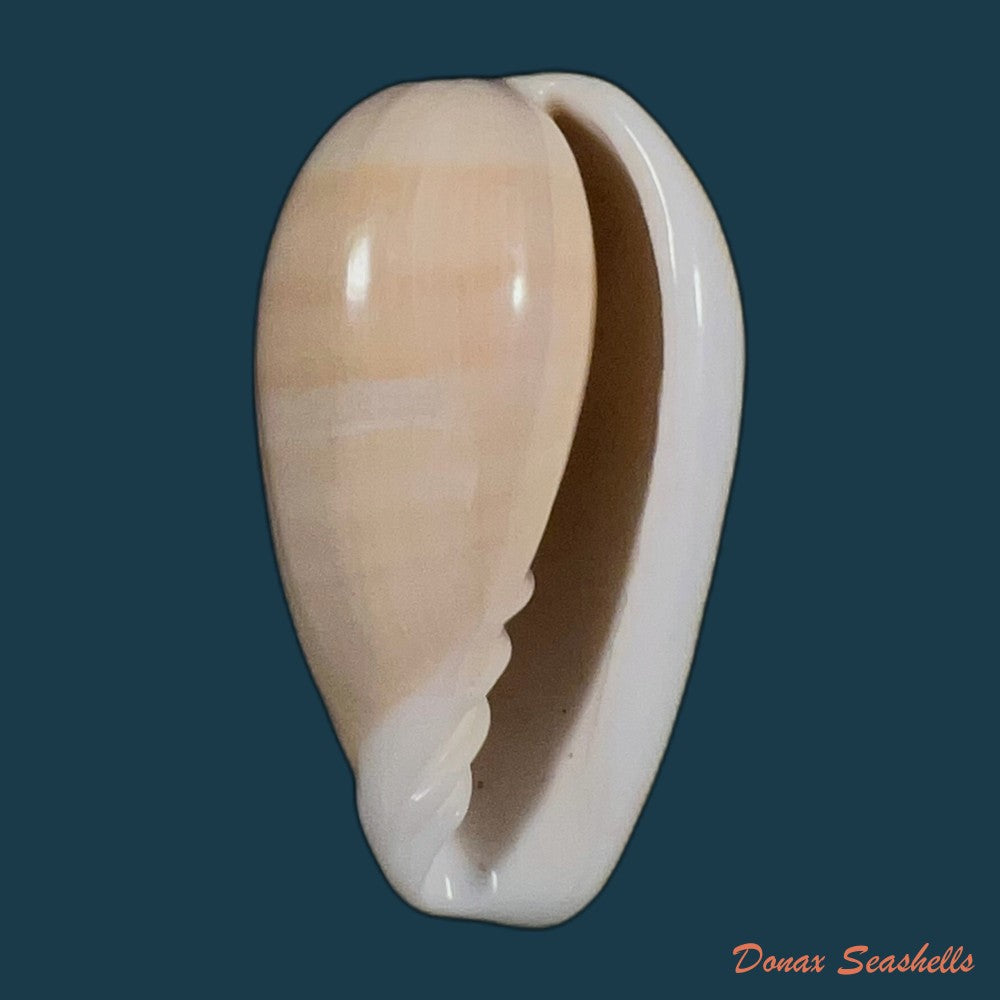 bullata-bullata-born-1778-57-3mm-copia