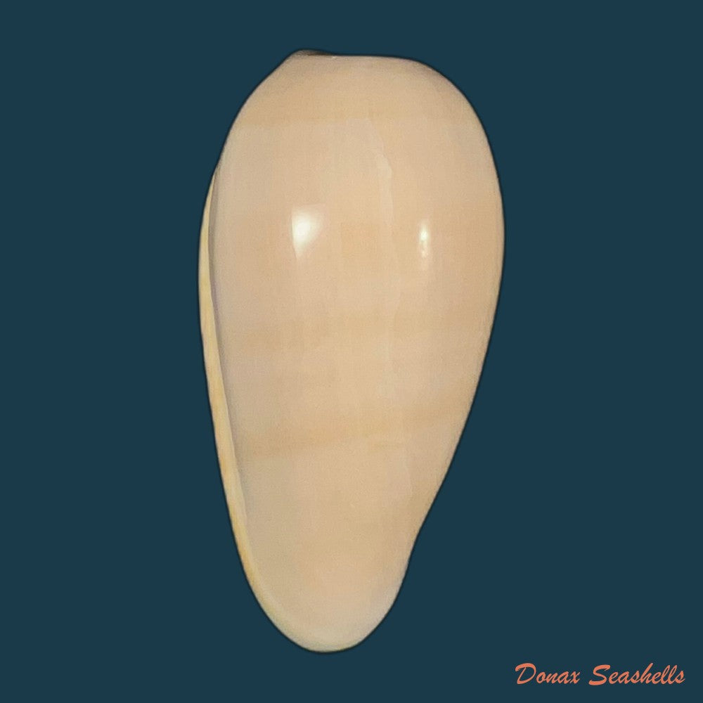 bullata-bullata-born-1778-64mm-copia