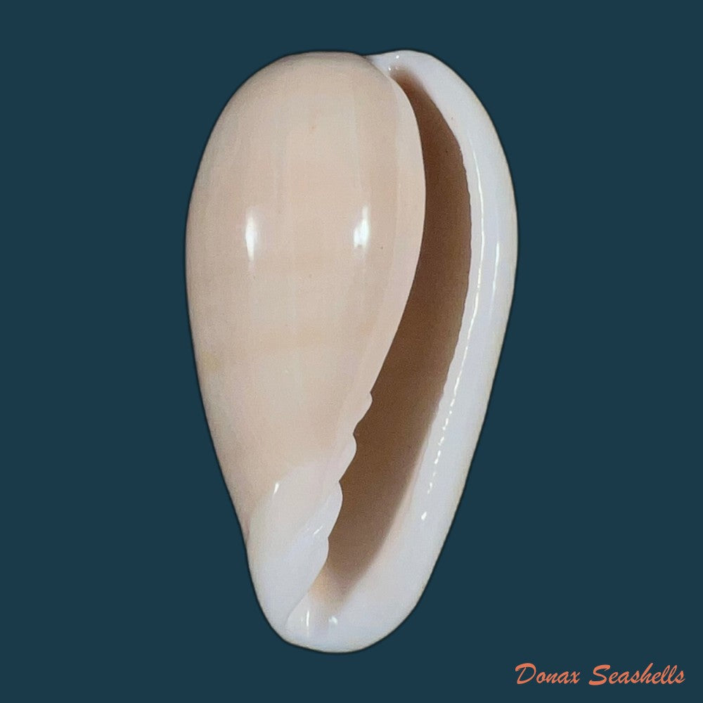 bullata-bullata-born-1778-64mm-copia
