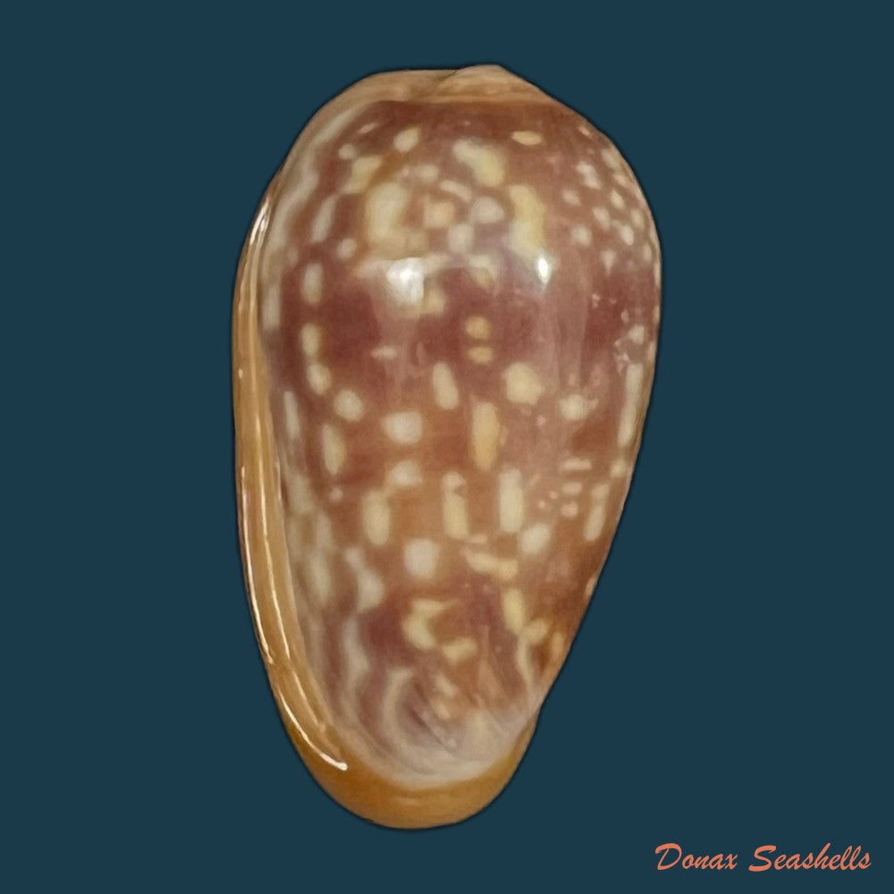 bullata-guerrinii-souza-covert-2001-22-7mm-copia