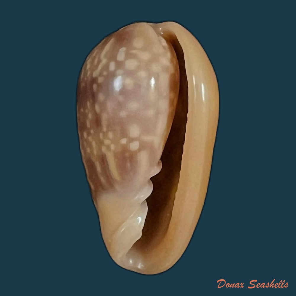 bullata-guerrinii-souza-covert-2001-22-7mm-copia