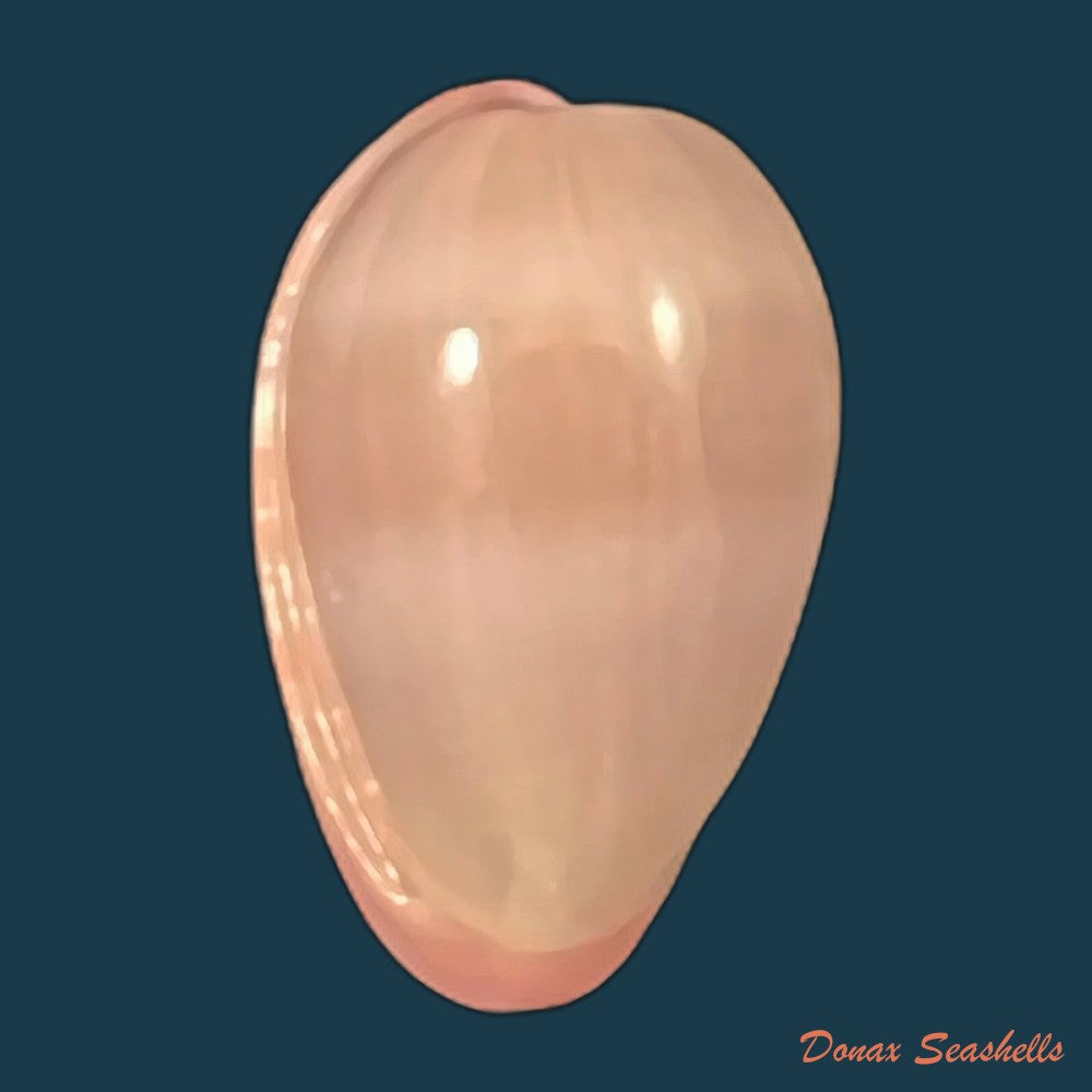 bullata-lilacina-g-b-sowerby-ii-1846-20-6mm-copia-1