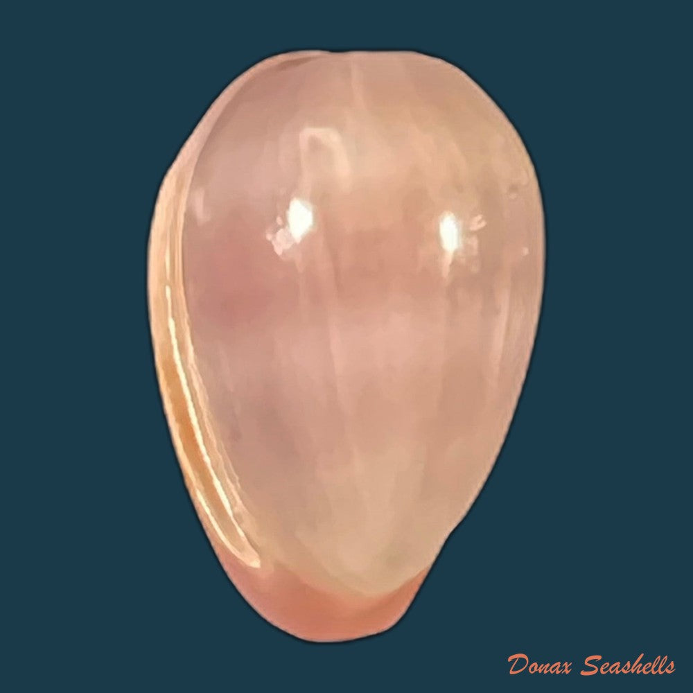 bullata-lilacina-g-b-sowerby-ii-1846-21-7mm-copia