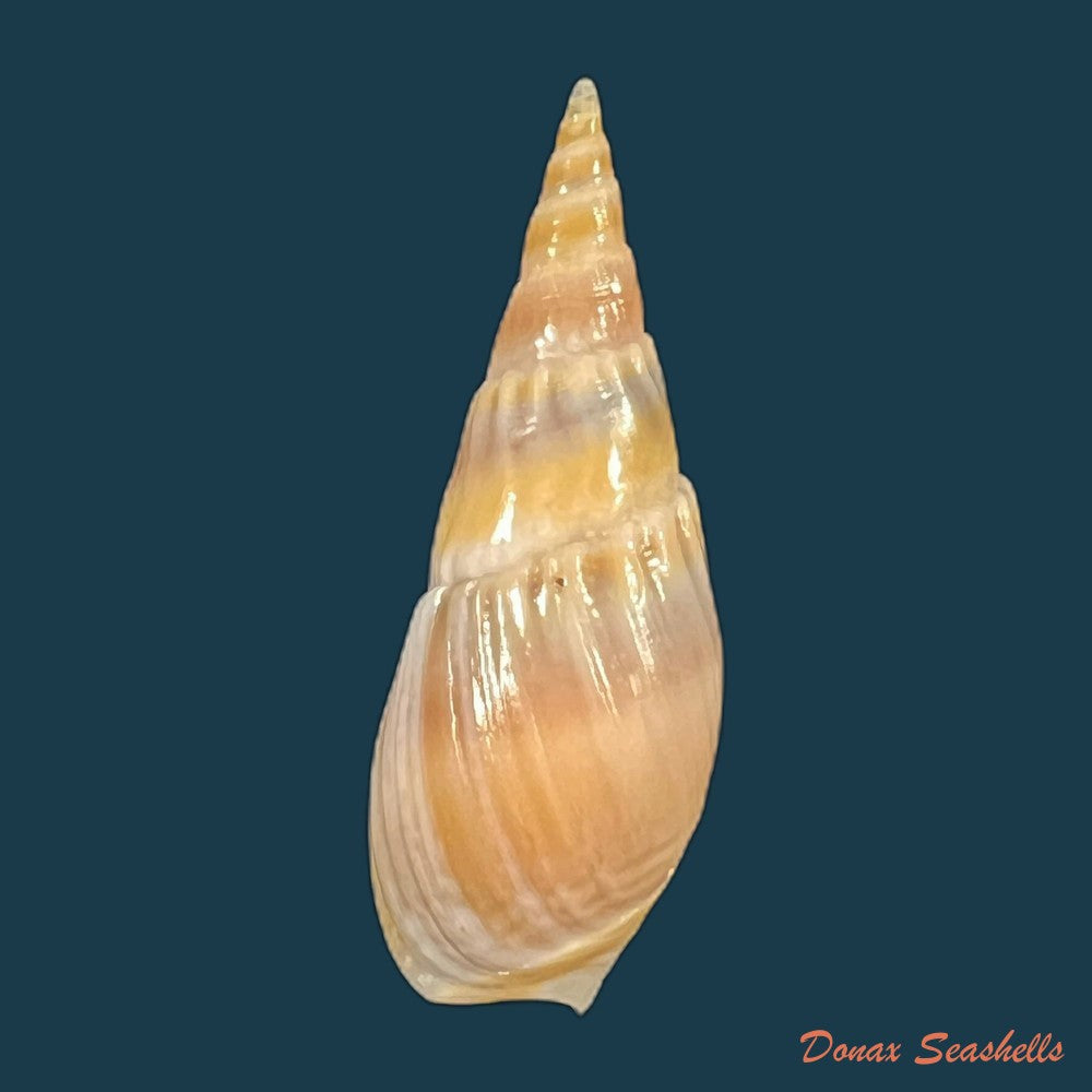 bullia-natalensis-krauss-1848-32-4mm-copia