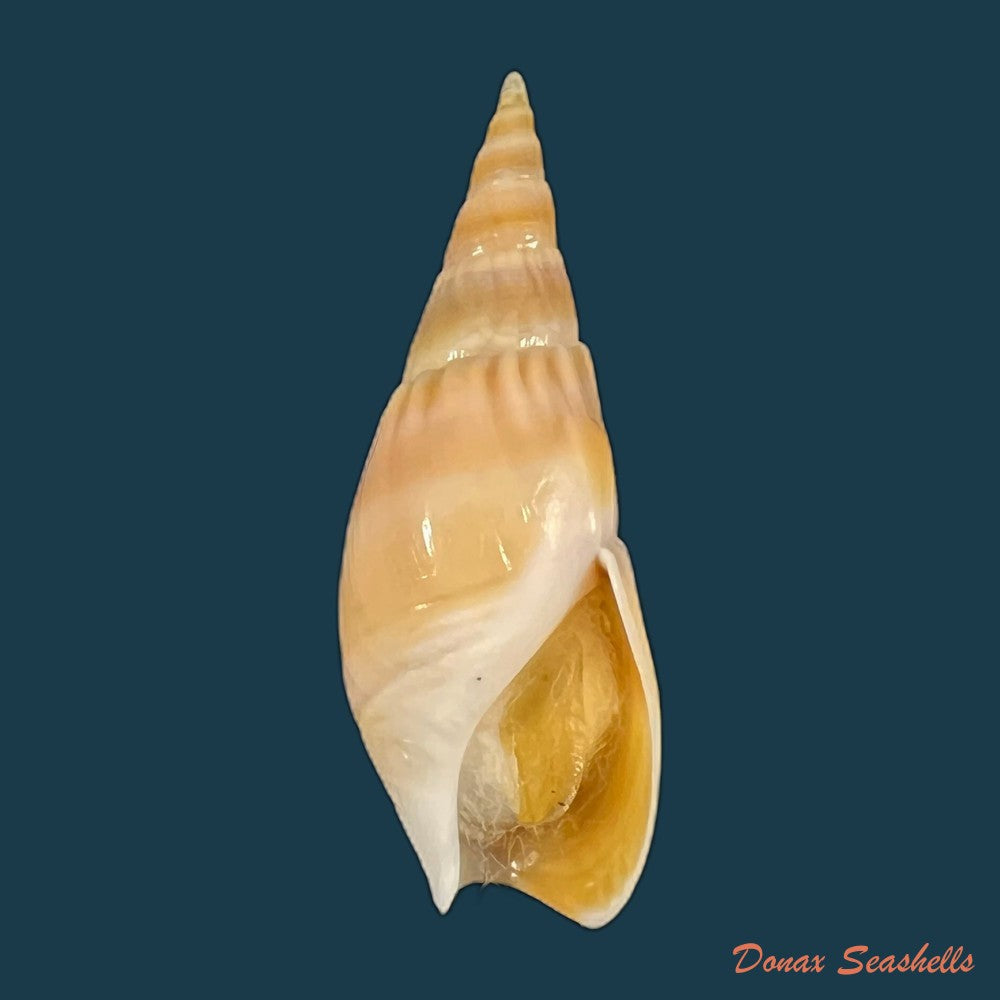 bullia-natalensis-krauss-1848-32-4mm-copia